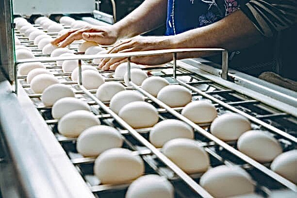 عکس تخم مرغ در ریل مرغداری